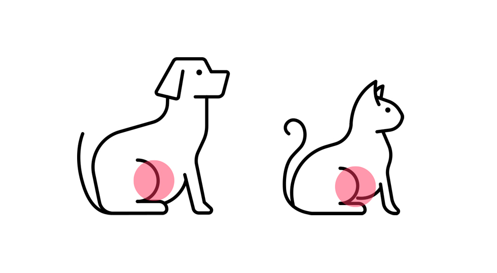 膝蓋骨脱臼(パテラ)