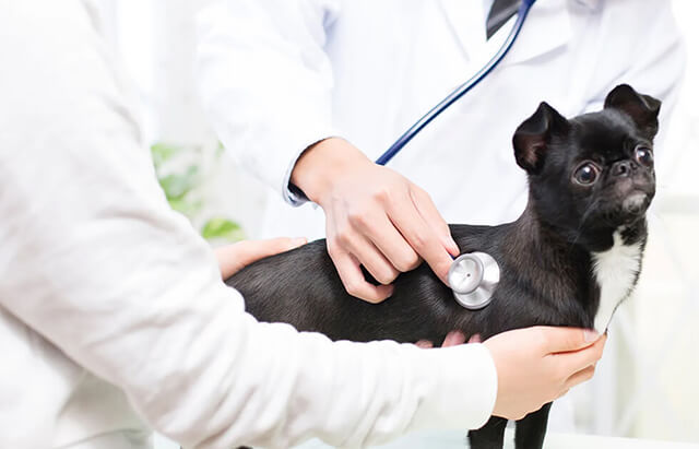 提携動物病院で診察