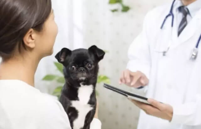 外科専科の獣医師が最適な治療を提案